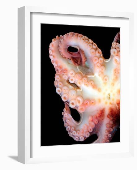 Octopus-Victor Habbick-Framed Photographic Print