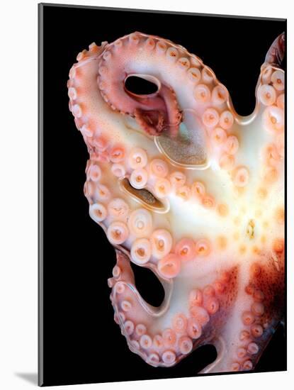 Octopus-Victor Habbick-Mounted Photographic Print