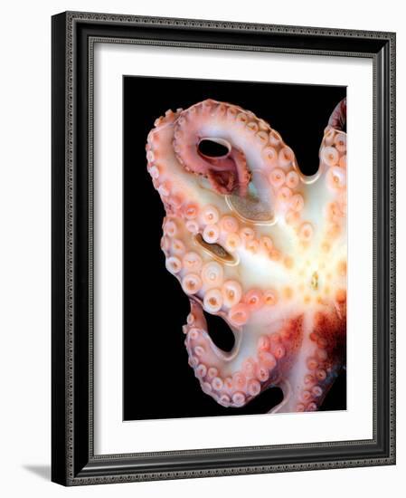 Octopus-Victor Habbick-Framed Photographic Print