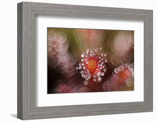 Octopus-Andrew George-Framed Photographic Print