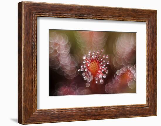 Octopus-Andrew George-Framed Photographic Print