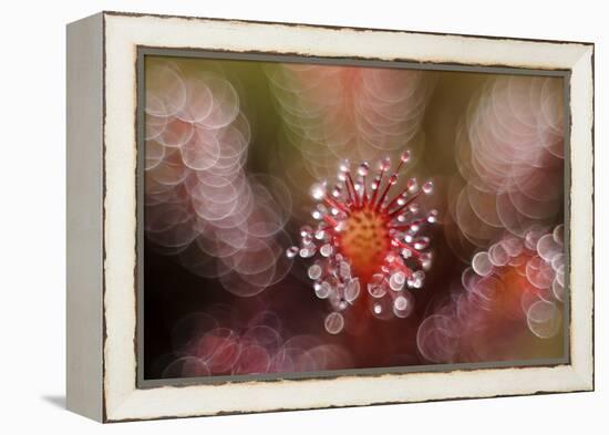 Octopus-Andrew George-Framed Premier Image Canvas