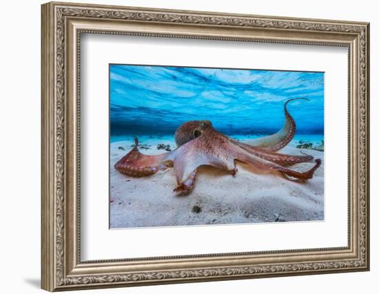 Octopus-Barathieu Gabriel-Framed Photographic Print