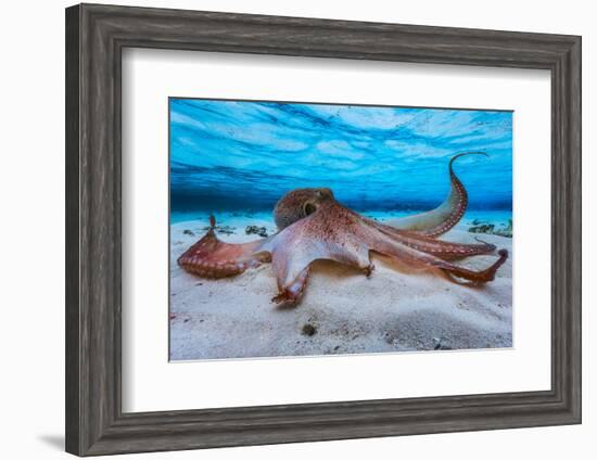 Octopus-Barathieu Gabriel-Framed Photographic Print