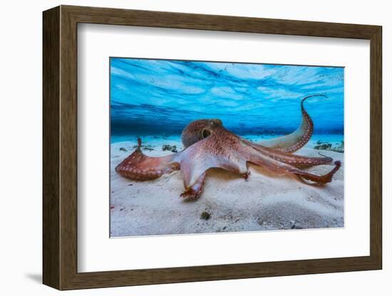 Octopus-Barathieu Gabriel-Framed Photographic Print