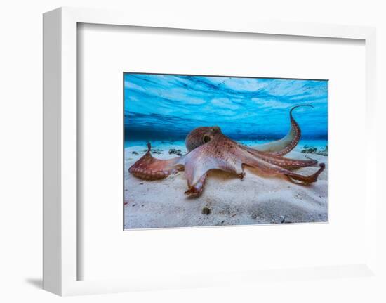 Octopus-Barathieu Gabriel-Framed Photographic Print