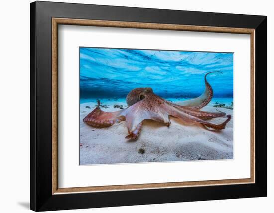 Octopus-Barathieu Gabriel-Framed Photographic Print