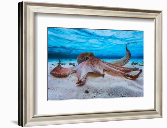 Octopus-Barathieu Gabriel-Framed Photographic Print