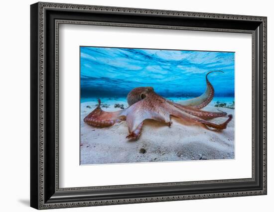 Octopus-Barathieu Gabriel-Framed Photographic Print