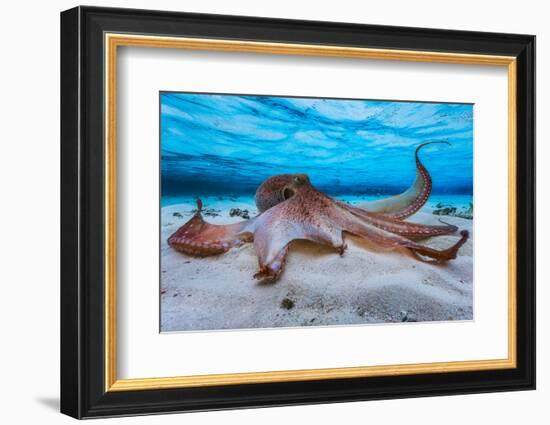 Octopus-Barathieu Gabriel-Framed Photographic Print