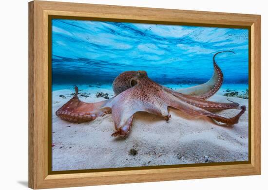 Octopus-Barathieu Gabriel-Framed Premier Image Canvas