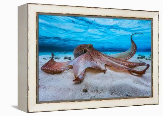 Octopus-Barathieu Gabriel-Framed Premier Image Canvas