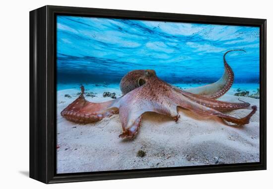 Octopus-Barathieu Gabriel-Framed Premier Image Canvas