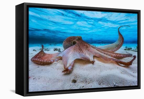 Octopus-Barathieu Gabriel-Framed Premier Image Canvas