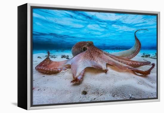 Octopus-Barathieu Gabriel-Framed Premier Image Canvas