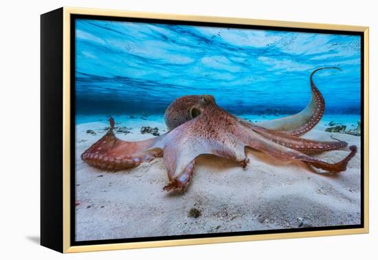 Octopus-Barathieu Gabriel-Framed Premier Image Canvas