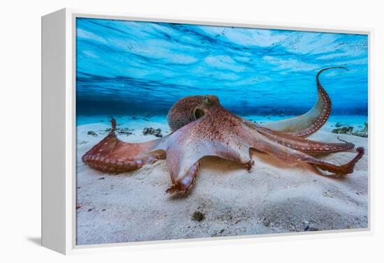 Octopus-Barathieu Gabriel-Framed Premier Image Canvas