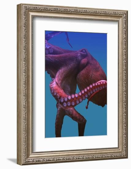 Octopus-nastya81-Framed Photographic Print