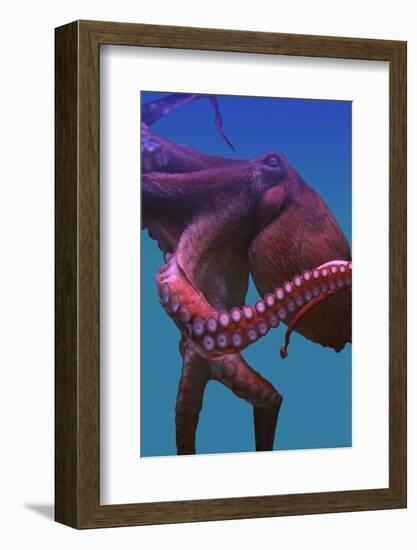 Octopus-nastya81-Framed Photographic Print