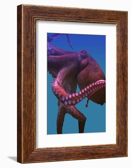 Octopus-nastya81-Framed Photographic Print