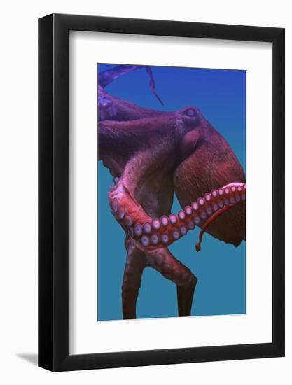 Octopus-nastya81-Framed Photographic Print