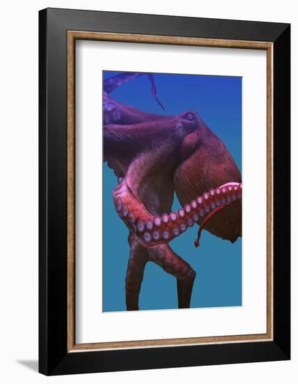 Octopus-nastya81-Framed Photographic Print