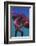 Octopus-nastya81-Framed Photographic Print