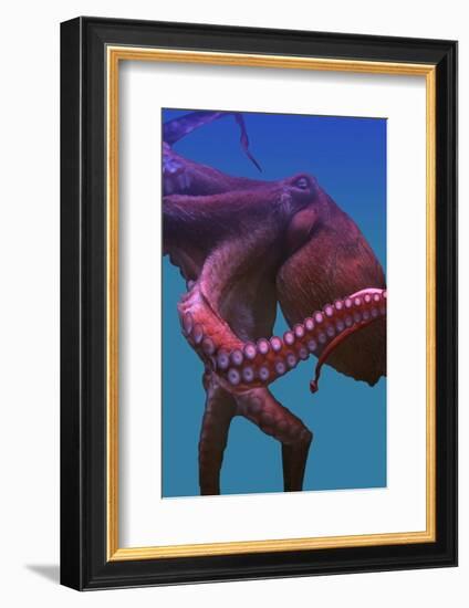 Octopus-nastya81-Framed Photographic Print