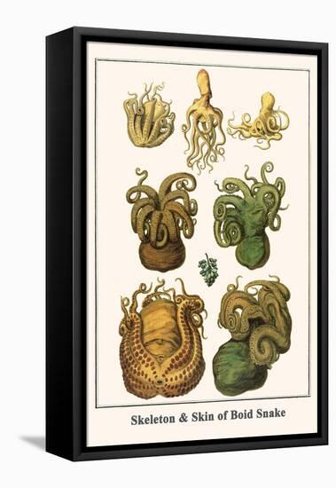 Octopuses-Albertus Seba-Framed Stretched Canvas