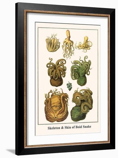 Octopuses-Albertus Seba-Framed Art Print