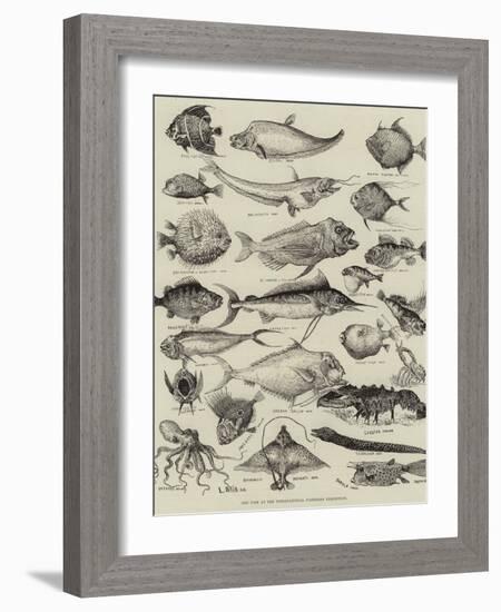 Odd Fish at the International Fisheries Exhibition-Louis Wain-Framed Giclee Print