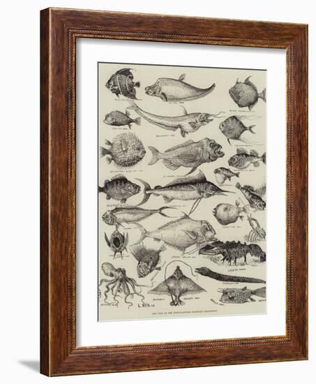 Odd Fish at the International Fisheries Exhibition-Louis Wain-Framed Giclee Print