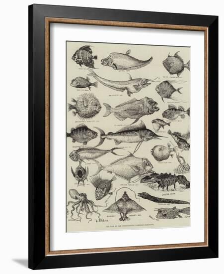 Odd Fish at the International Fisheries Exhibition-Louis Wain-Framed Giclee Print