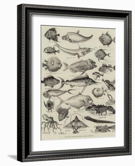 Odd Fish at the International Fisheries Exhibition-Louis Wain-Framed Giclee Print