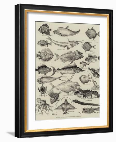 Odd Fish at the International Fisheries Exhibition-Louis Wain-Framed Giclee Print