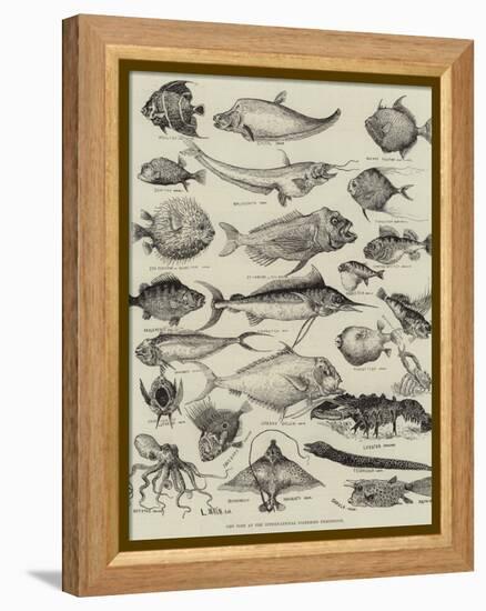 Odd Fish at the International Fisheries Exhibition-Louis Wain-Framed Premier Image Canvas