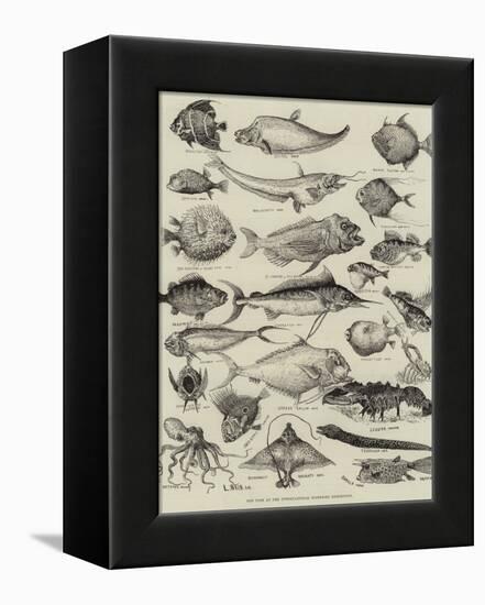 Odd Fish at the International Fisheries Exhibition-Louis Wain-Framed Premier Image Canvas