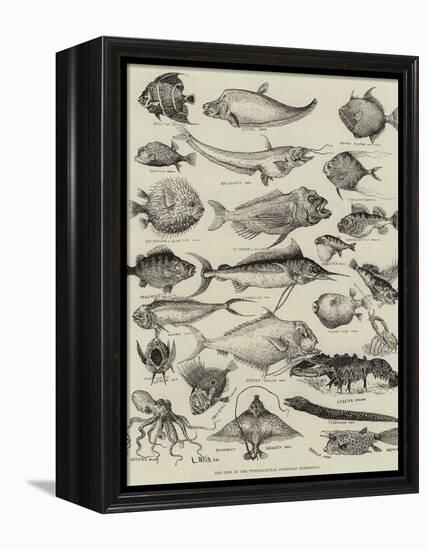 Odd Fish at the International Fisheries Exhibition-Louis Wain-Framed Premier Image Canvas