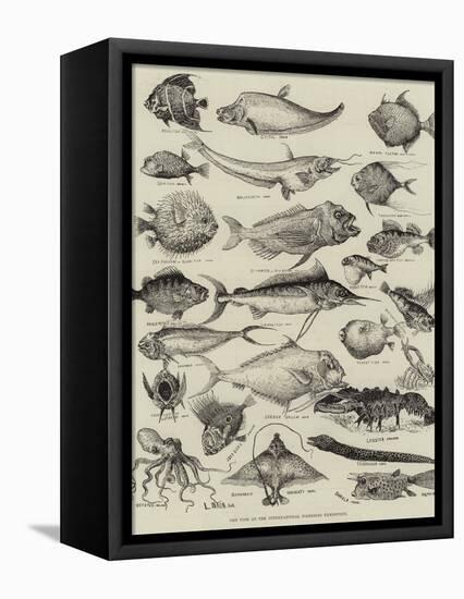 Odd Fish at the International Fisheries Exhibition-Louis Wain-Framed Premier Image Canvas