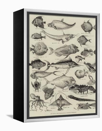 Odd Fish at the International Fisheries Exhibition-Louis Wain-Framed Premier Image Canvas