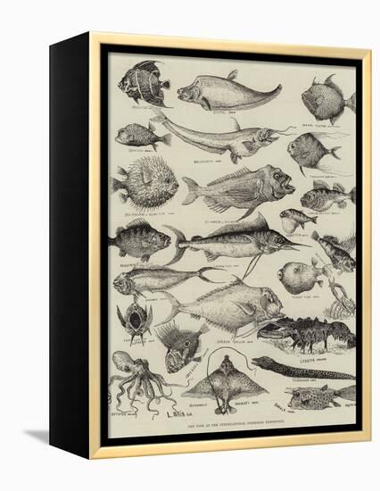 Odd Fish at the International Fisheries Exhibition-Louis Wain-Framed Premier Image Canvas