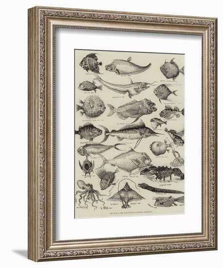 Odd Fish at the International Fisheries Exhibition-Louis Wain-Framed Giclee Print