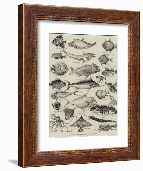 Odd Fish at the International Fisheries Exhibition-Louis Wain-Framed Giclee Print