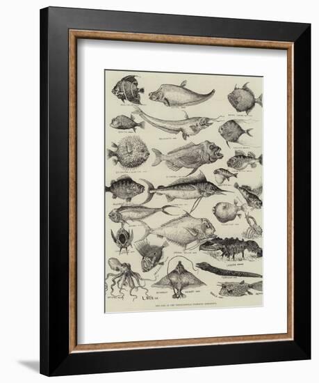 Odd Fish at the International Fisheries Exhibition-Louis Wain-Framed Giclee Print