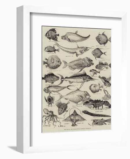 Odd Fish at the International Fisheries Exhibition-Louis Wain-Framed Giclee Print