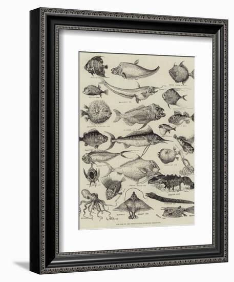 Odd Fish at the International Fisheries Exhibition-Louis Wain-Framed Giclee Print