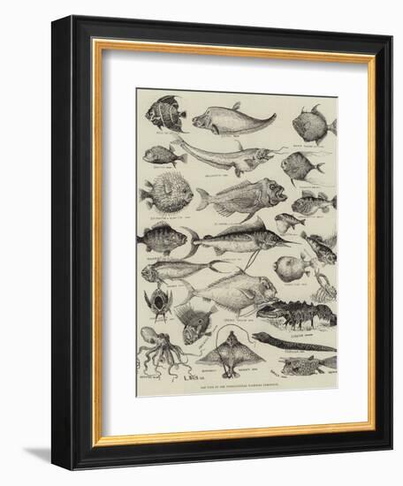 Odd Fish at the International Fisheries Exhibition-Louis Wain-Framed Giclee Print