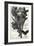 Odin and His Crows-null-Framed Giclee Print