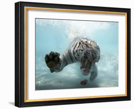 Odin the Tiger, Vallejo, California-Eric Risberg-Framed Photographic Print