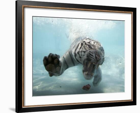 Odin the Tiger, Vallejo, California-Eric Risberg-Framed Photographic Print